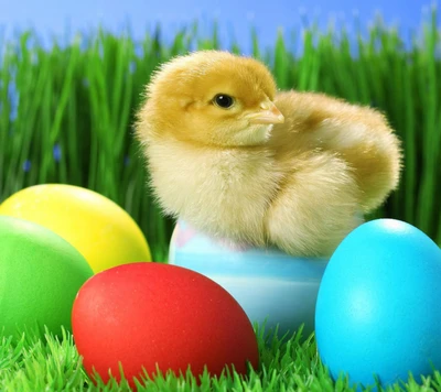 chicken, easter, eggs