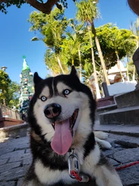 chien, husky, wolf animal