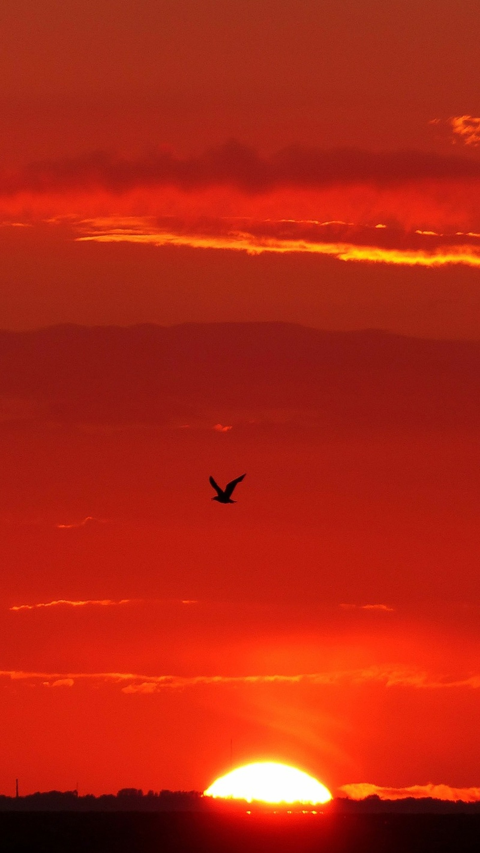 Girafe volant dans le ciel au coucher de soleil avec un oiseau volant au premier plan (nature, autre)