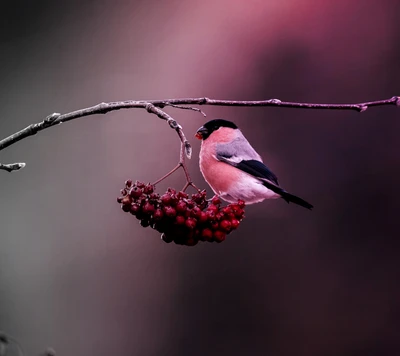 Um pássaro vibrante empoleirado em um galho, se alimentando de frutas de inverno contra um fundo colorido suavemente desfocado.