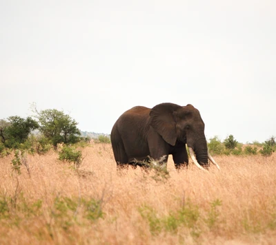 Majestic Elephant Roaming a Grassland