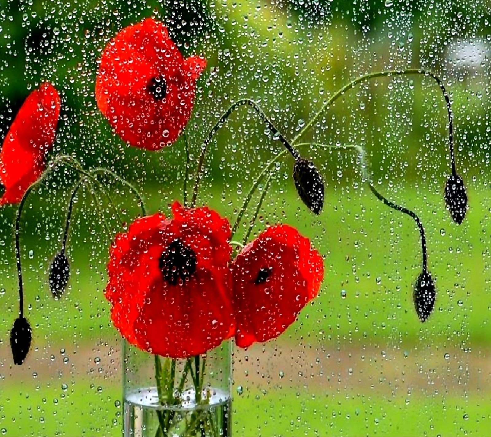 Hay flores rojas en un jarrón en un día lluvioso (amapola)