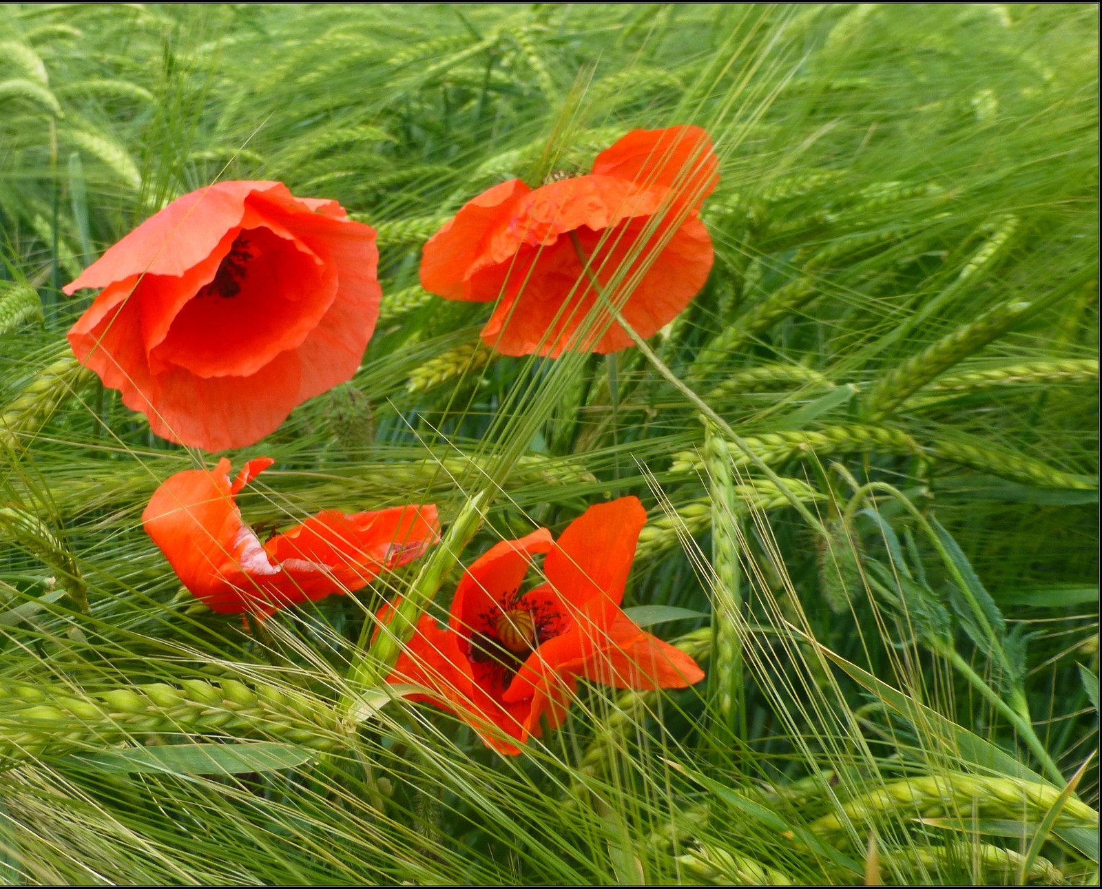 Il y a deux coquelicots rouges dans un champ de blé vert (fleur, rouge)