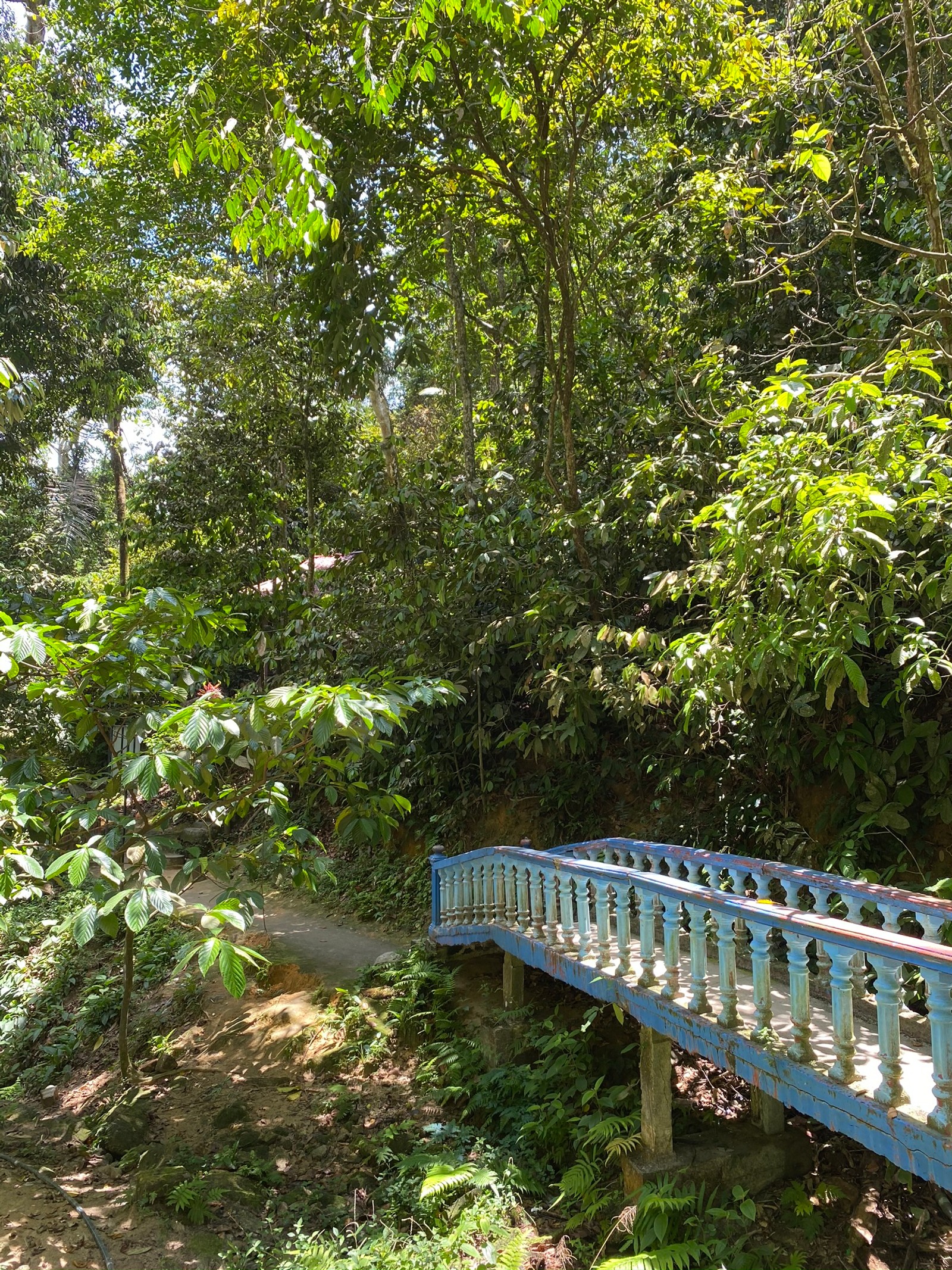 There is a blue bridge that is over a small stream (nature, rainforest, vegetation, nature reserve, natural environment)