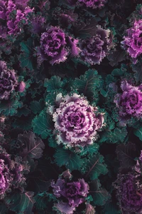 plants, cabbage, flower, purple, plant wallpaper