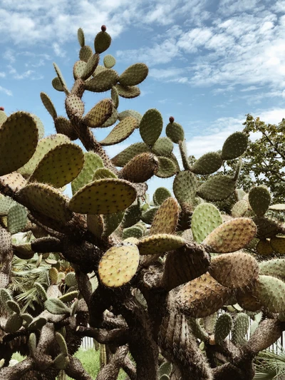 Cactus figuier de barbarie dans le biome de broussailles sous un ciel bleu