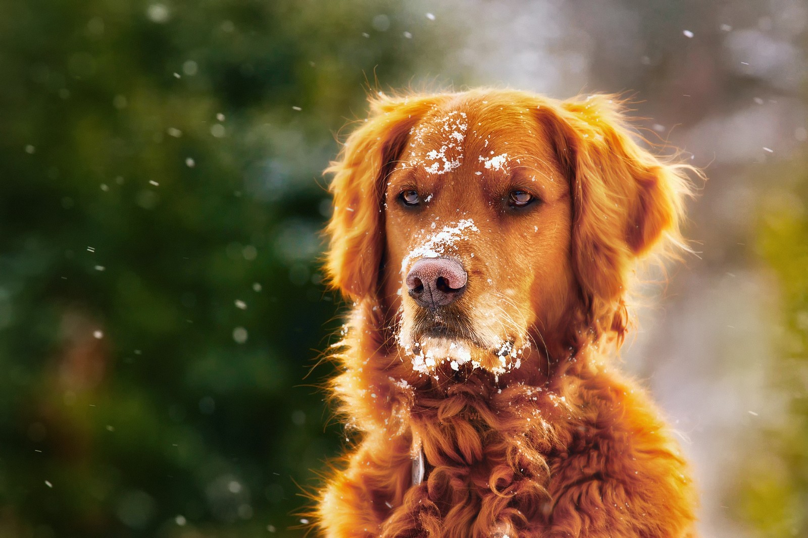 There is a dog that is sitting in the snow (golden retriever, nova scotia duck tolling retriever, labrador retriever, puppy, retriever)