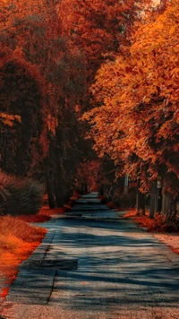 Herbstweg durch sonnenbeschienene Bäume