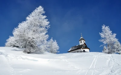 neve, inverno, árvore, congelamento, geada