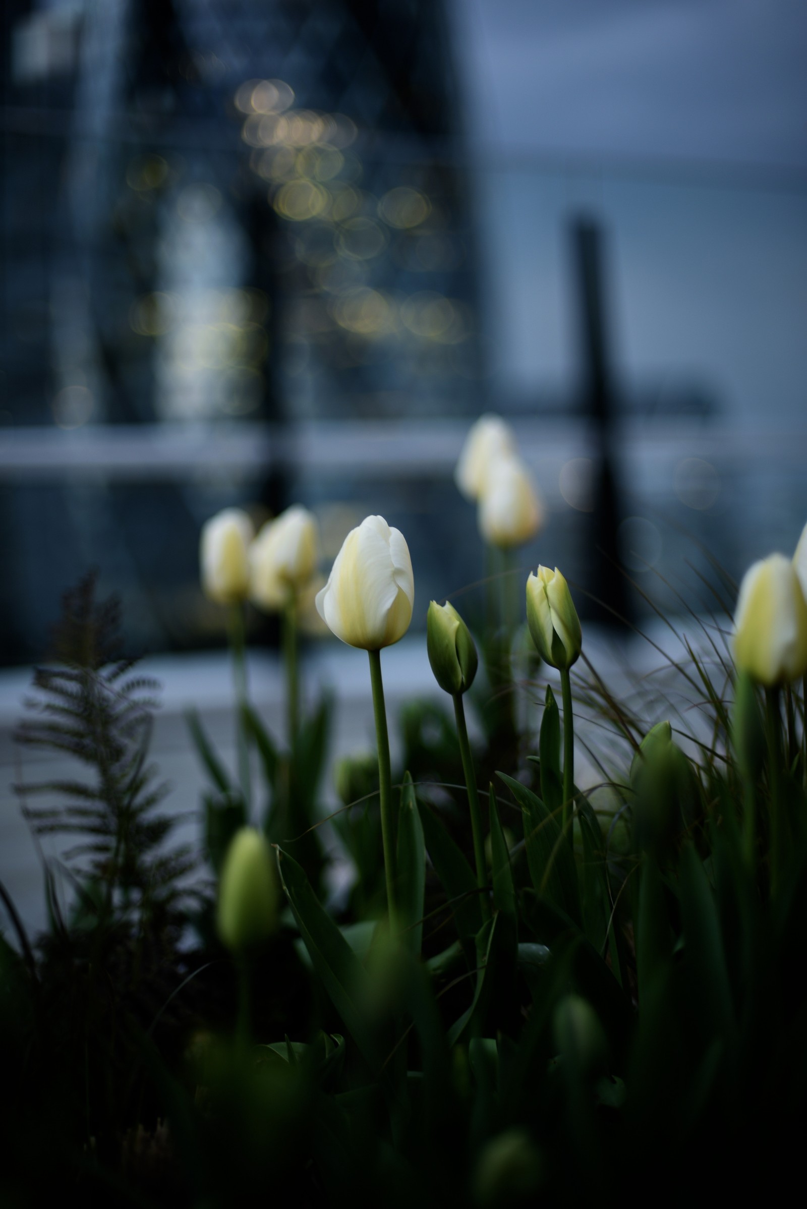 Il y a beaucoup de fleurs blanches au premier plan d'une ville (fleur, tulipe, plante, jaune, printemps)