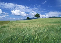 Prairies verdoyantes sous un ciel vibrant, avec des collines ondulées et des arbres éparpillés.