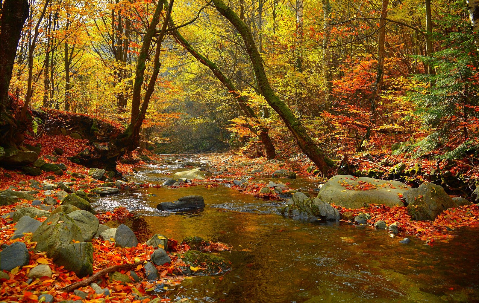 Descargar fondo de pantalla hoja, árbol, otoño, color otoñal de las hojas, caducifolio