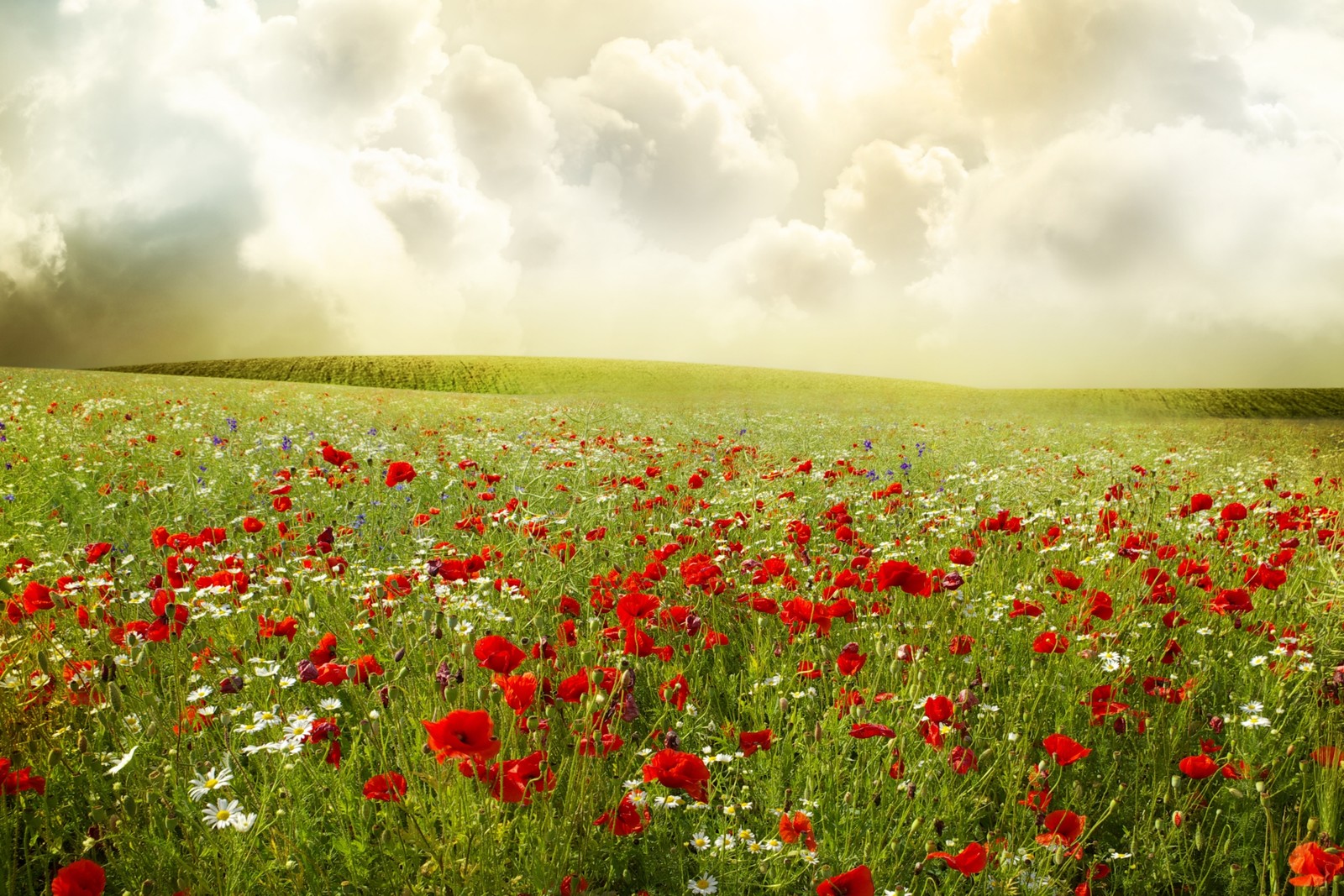 Un primer plano de un campo de flores rojas con un cielo nublado. (pradera, flor, campo, semilla de amapola, ecosistema)