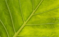 feuille, tige de plante, texture, vert, plante