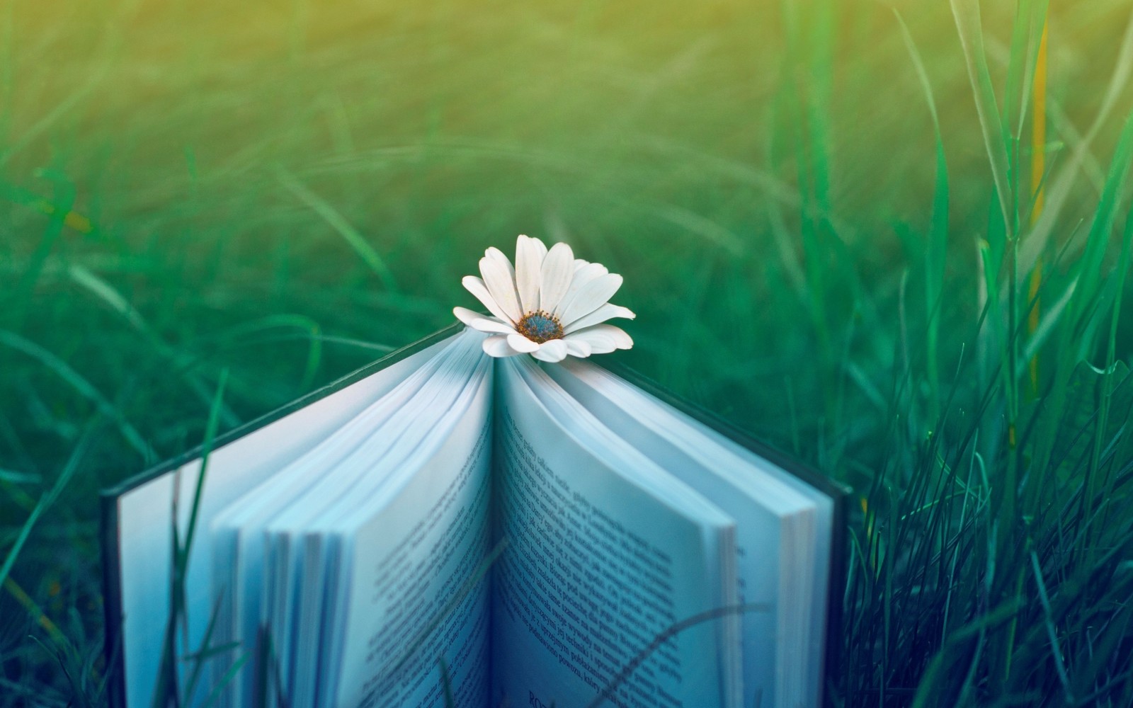 green, blue, turquoise, book, petal wallpaper