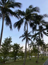 date palm, tree, woody plant, trunk, tropics