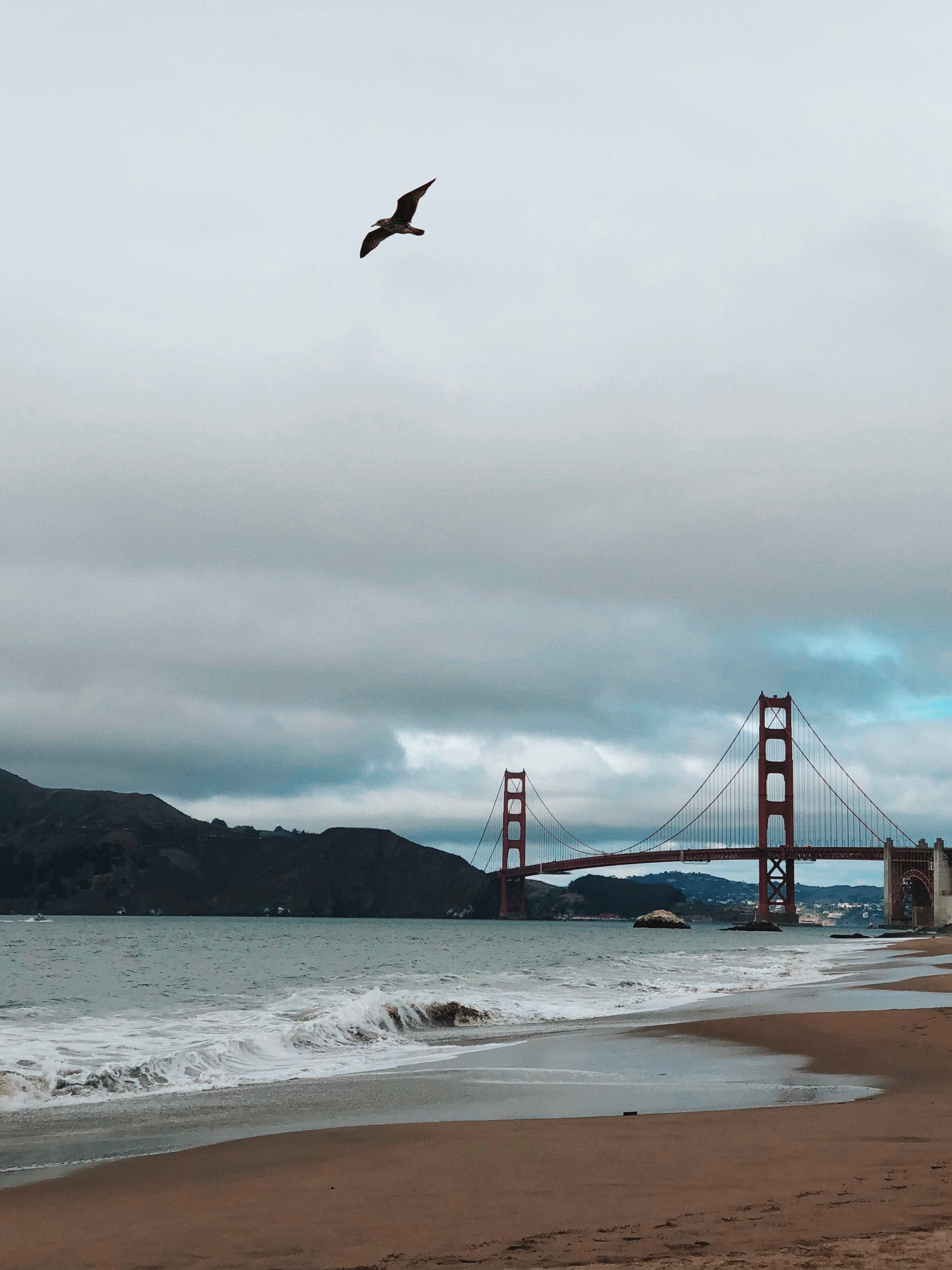 There is a bird flying over the beach near the water (golden gate bridge, coast, sea, bridge, beach)