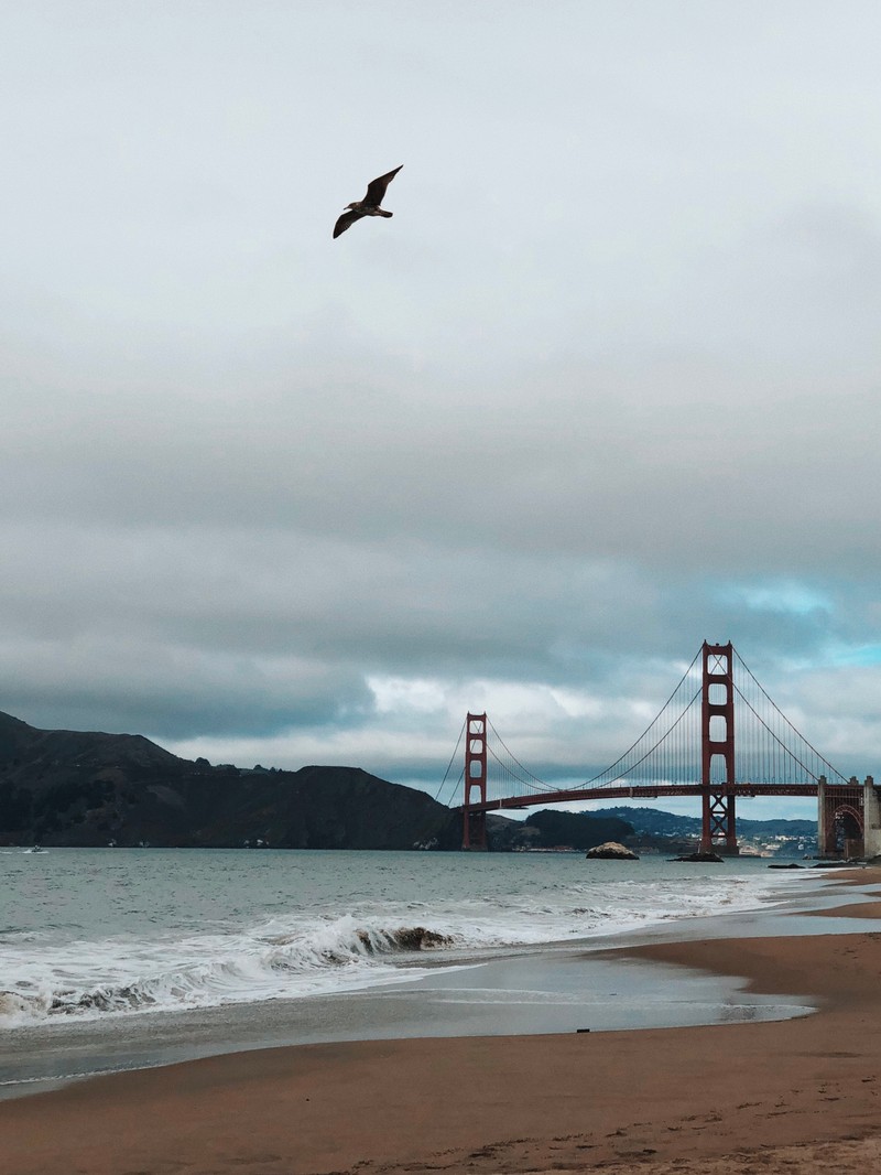 Птица летит над пляжем у воды (мост золотые ворота, golden gate bridge, берег, море, мост)