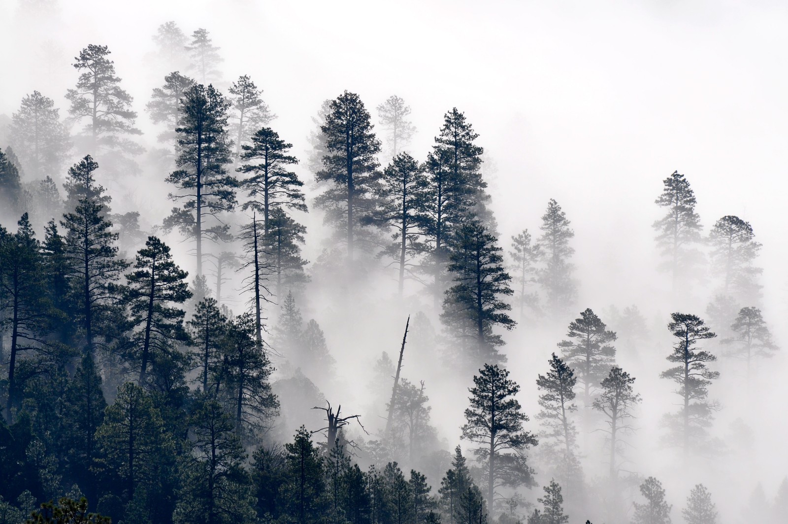 tree, pine, plant, natural landscape, larch Download Wallpaper