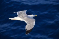 mouettes, oiseau, mouette rieuse, bec, goéland