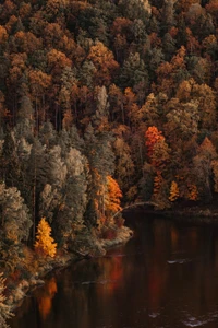 Reflexiones de otoño en un bosque sereno