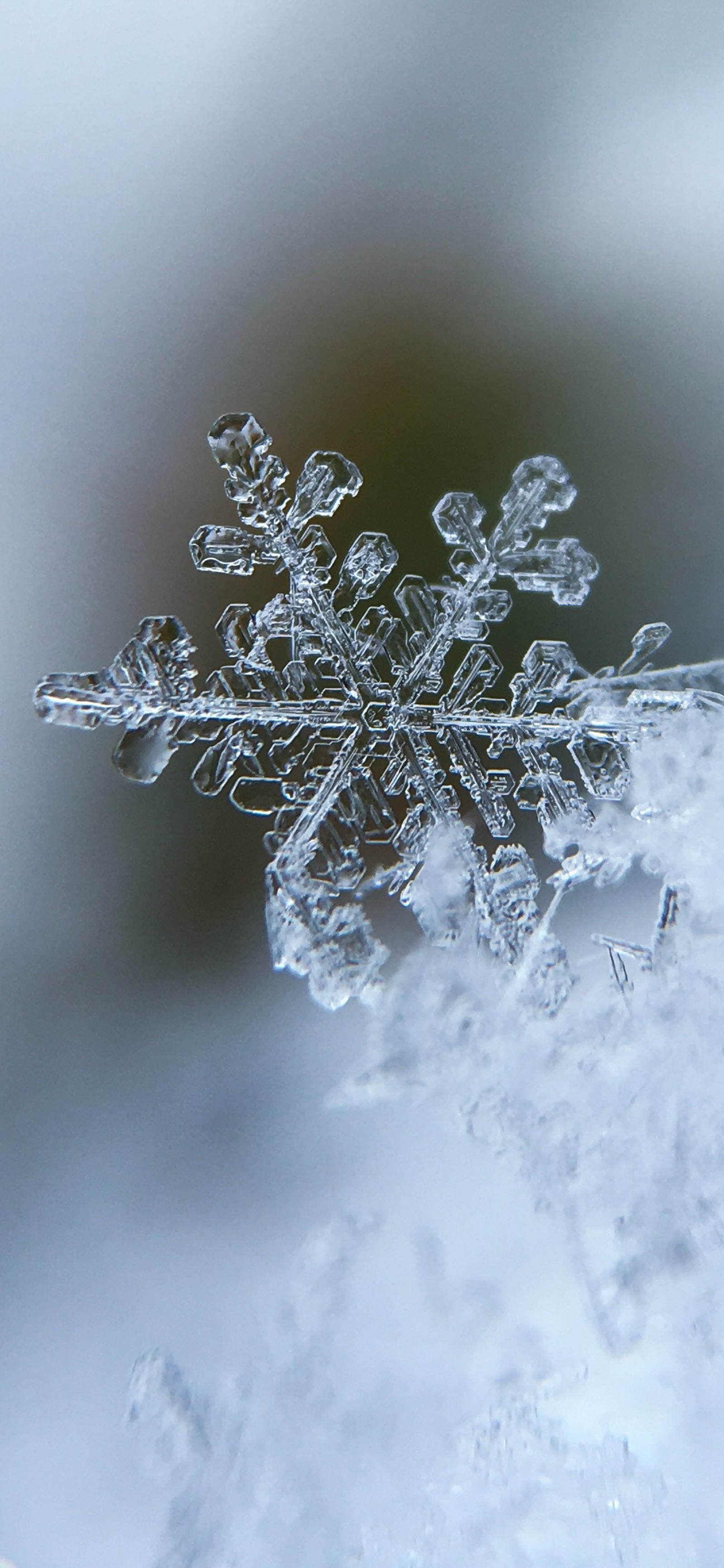 Téléchargez le fond d'écran neige, hiver, tempête dhiver, branche, brindille