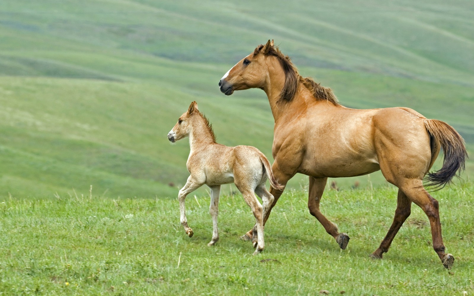 Il y a deux chevaux qui courent ensemble dans un champ (poulain, étalon, poney, cheval, cheval mustang)