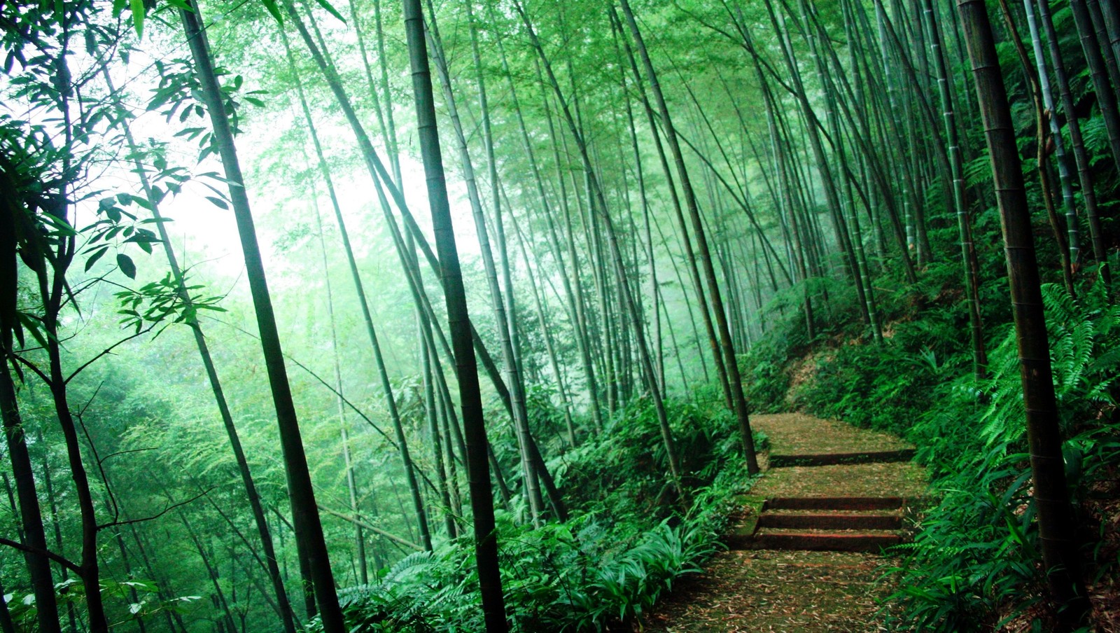 A close up of a path in a forest with a lot of trees (bamboo, green, nature, forest, vegetation)