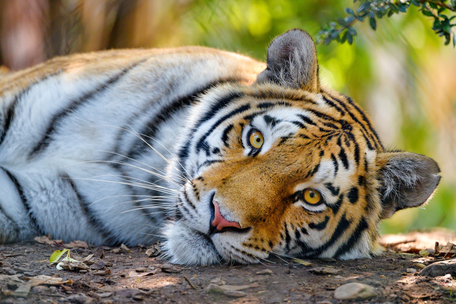 Um tigre deitado no chão à sombra (tigre de bengala, selvagem, close up, felino grande, 5k)