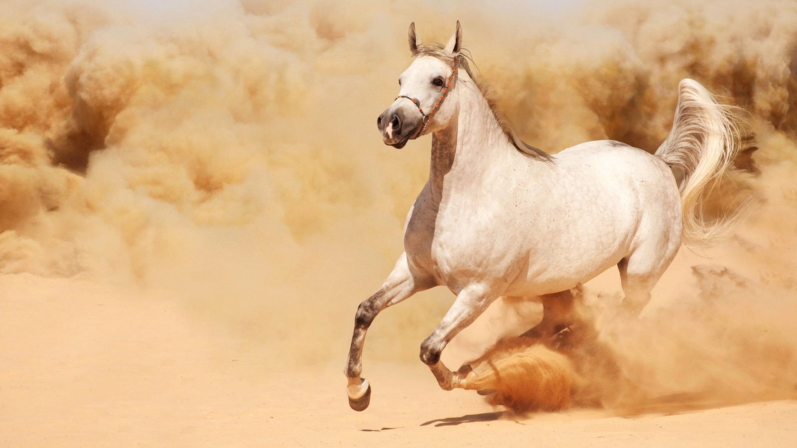 Il y a un cheval blanc courant dans le sable par une journée ensoleillée (cheval sauvage, cheval, étalon, crinière, jument)