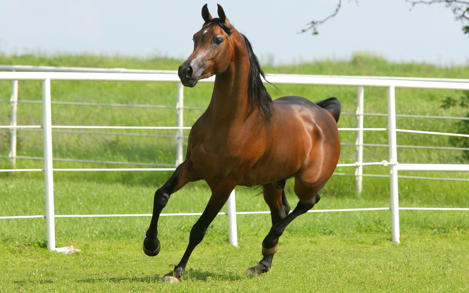 There is a horse that is running in the grass (friesian horse, colt, horse, stallion, mane)