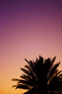 Silhouetted Palm Tree Against a Vibrant Dusk Sky