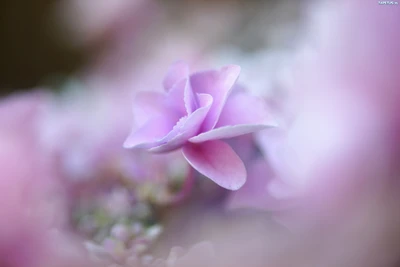 french hydrangea, pastel, flower, flowering plant, petal