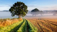 Nebeliger Landschaft mit Bäumen und sonnigem Weg