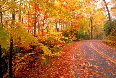 Sentier automnal vibrant entouré d'arbres à feuilles caduques colorés