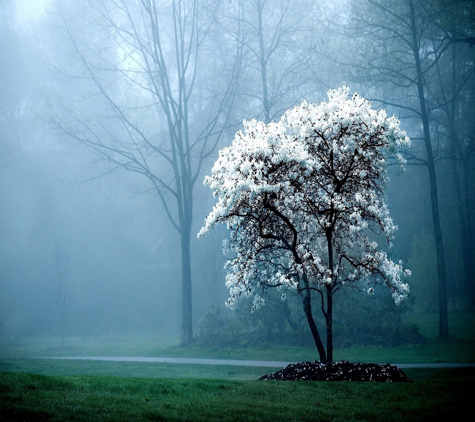 Lade nebel, natur, baum, weiß Hintergrund herunter