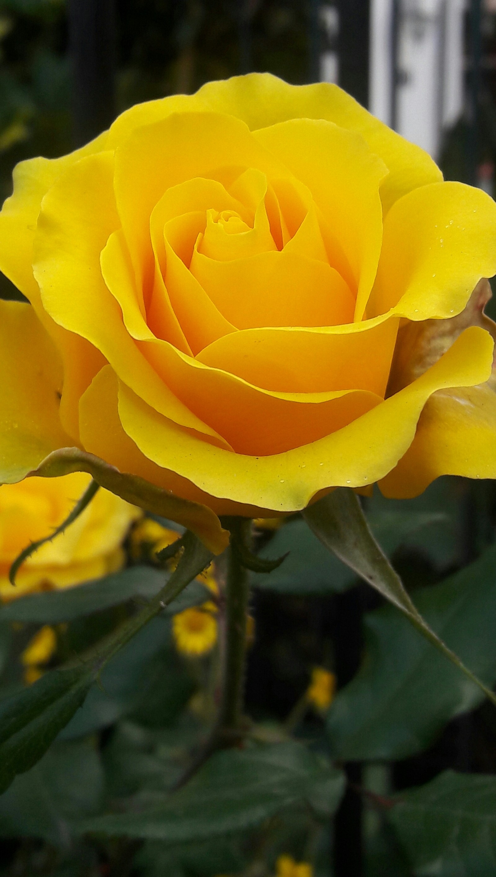 Rosa amarilla con hojas verdes frente a una cerca y flores amarillas (flores, naturaleza, rosa, amarillo)