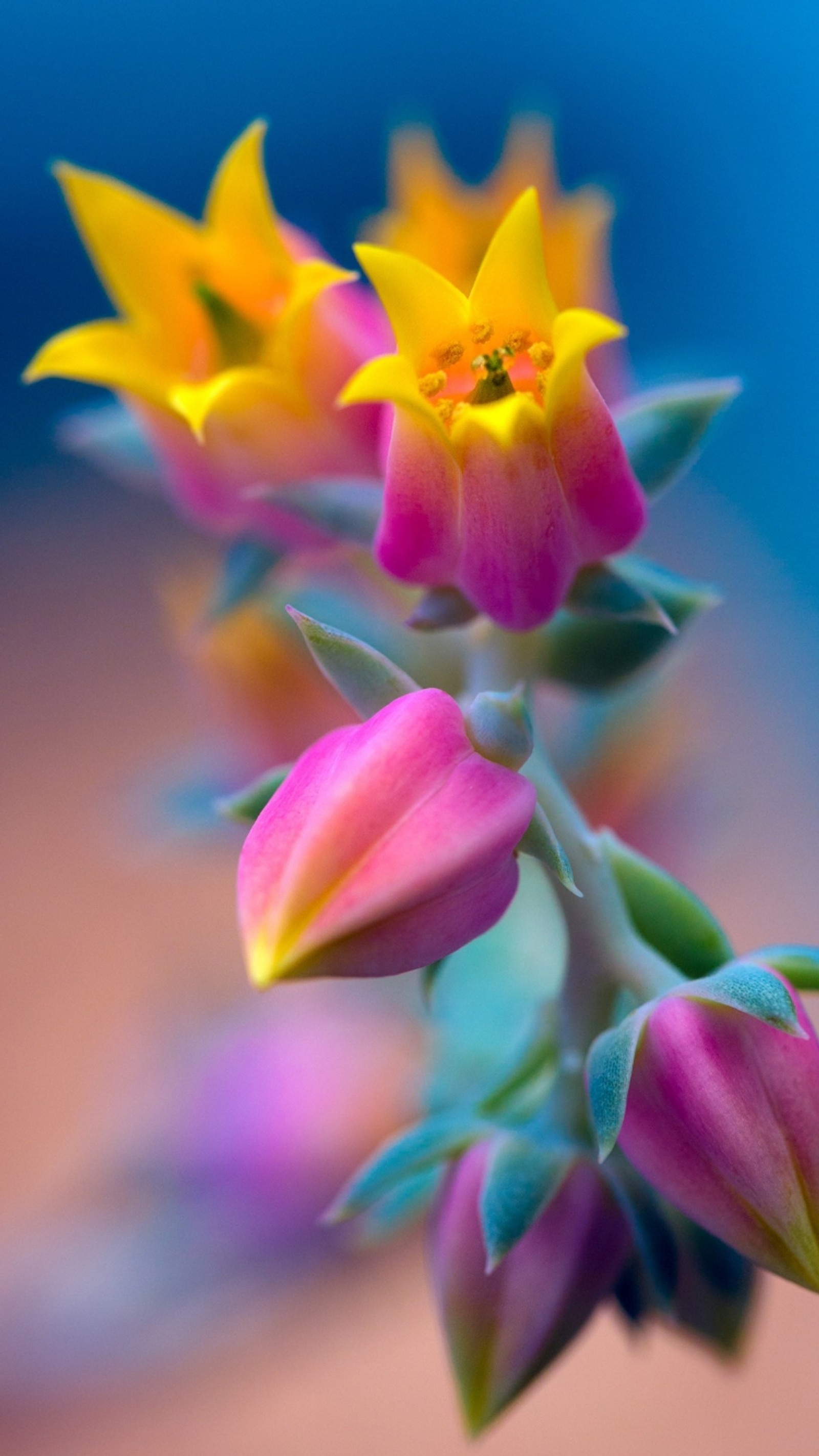 Bunt blühende blumen in einer vase auf einem tisch (blau, blumen, rosa, gelb)