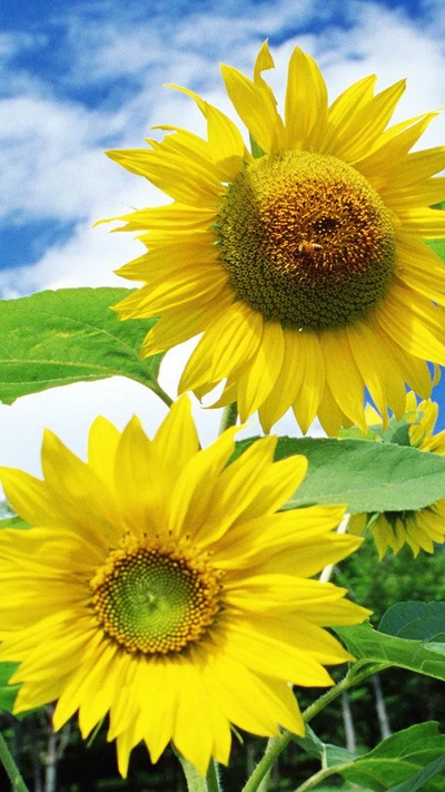 Vibrant Sunflowers Against a Blue Sky