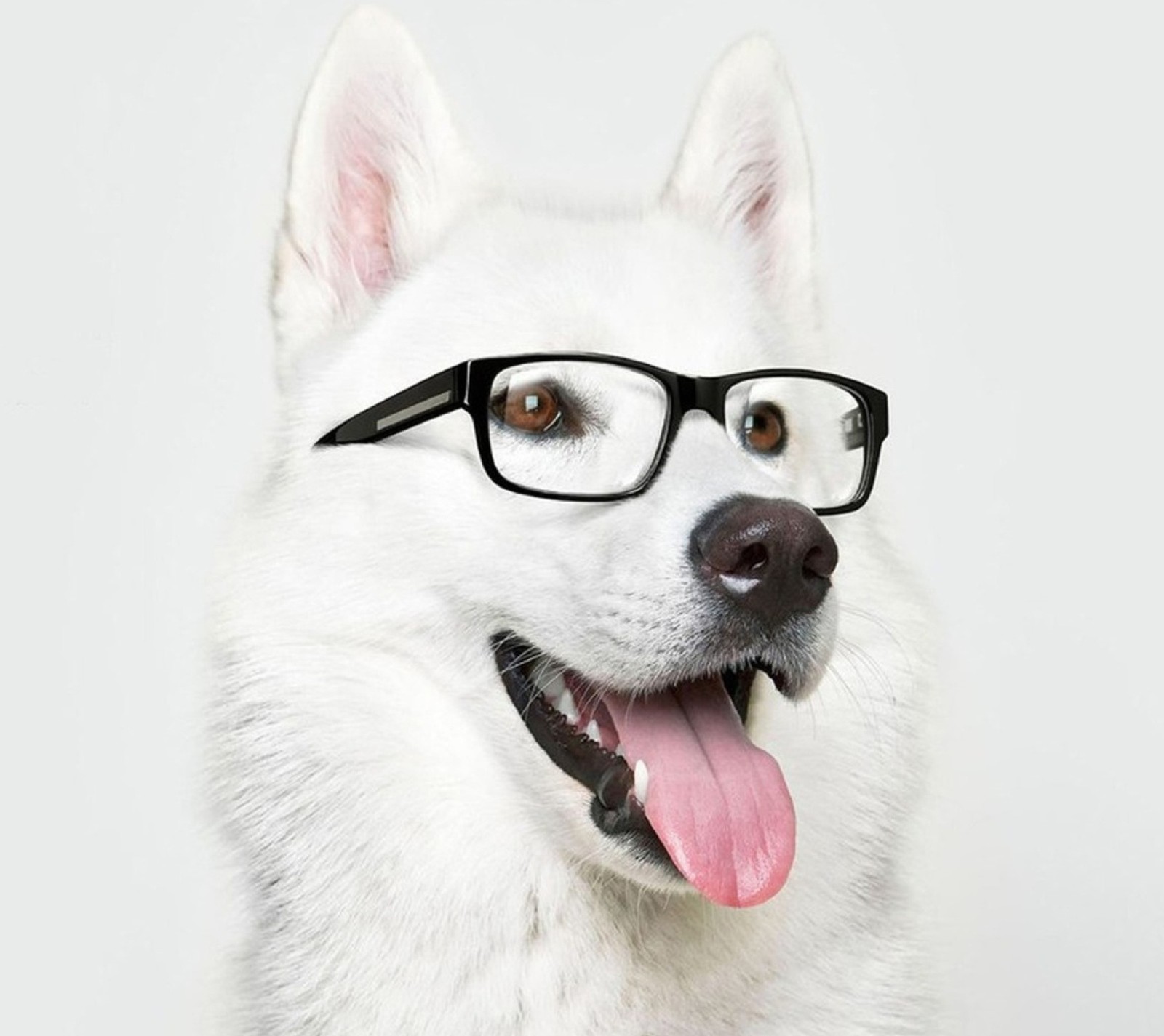 Perro blanco con gafas y collar negro (animales, perro, gafas, husky hipster)