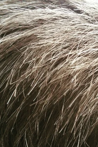 gris, cabello, cabeza, textura