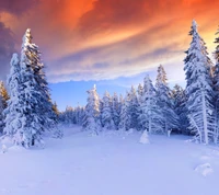 Скачать обои зима природа, season snow white sunset