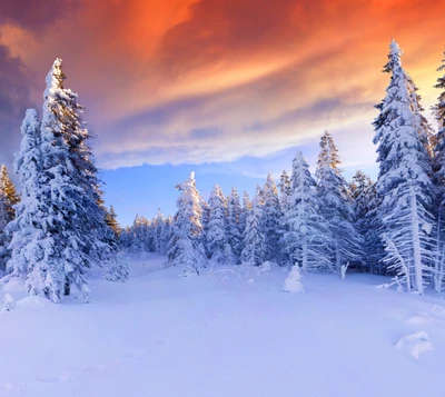 natur winter, season snow white sunset