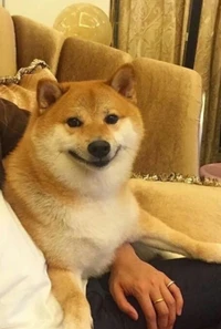 Shiba Inu souriant : Le meilleur garçon ultime