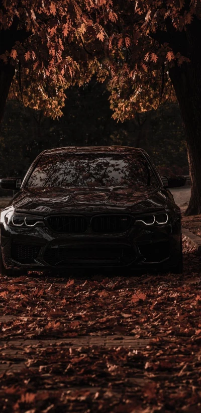 black beast, bmw