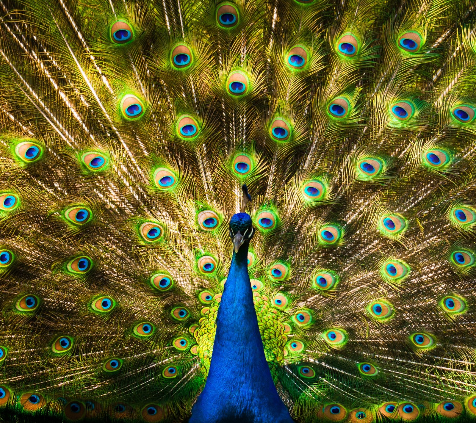 Un paon avec ses plumes déployées et sa queue étalée. (animal, oiseau, plume, paon)