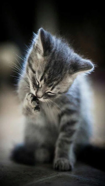 Gray tabby kitten grooming its paw in soft light.