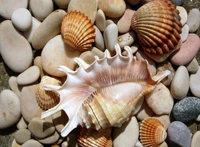 beach, rocks, sand, sea shells, shells wallpaper