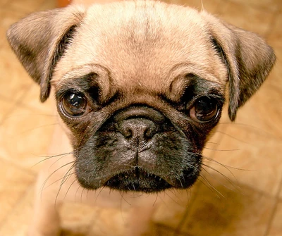 Adorable Mops mit ausdrucksvollen Augen und einem neugierigen Ausdruck.