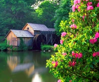 Blossoming Rhododendrons by a Serene Watermill in Spring